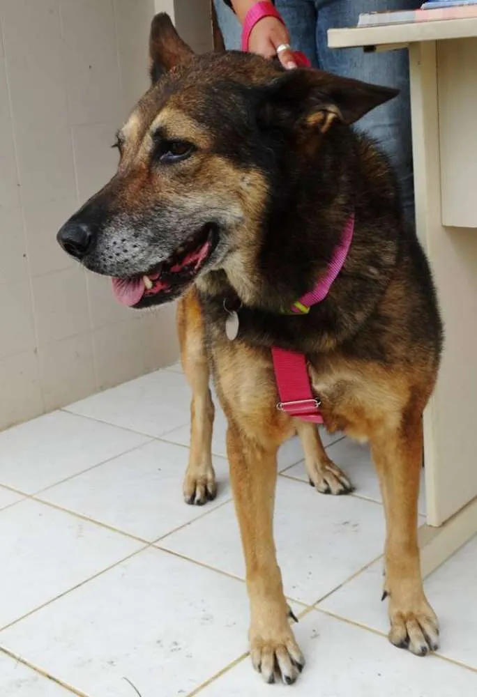 Cachorro ra a Pastor Alemão idade 4 anos nome Menina