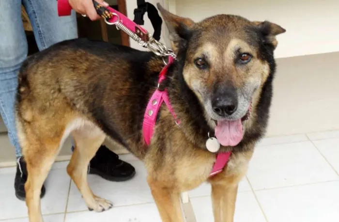 Cachorro ra a Pastor Alemão idade 4 anos nome Menina