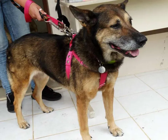 Cachorro ra a Pastor Alemão idade 4 anos nome Menina
