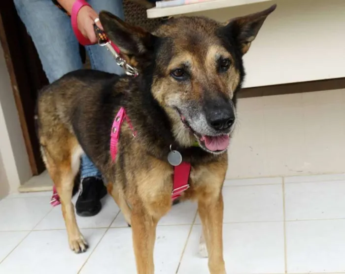 Cachorro ra a Pastor Alemão idade 4 anos nome Menina