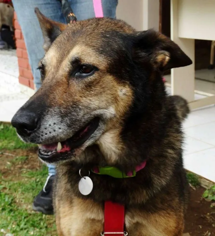 Cachorro ra a Pastor Alemão idade 4 anos nome Menina