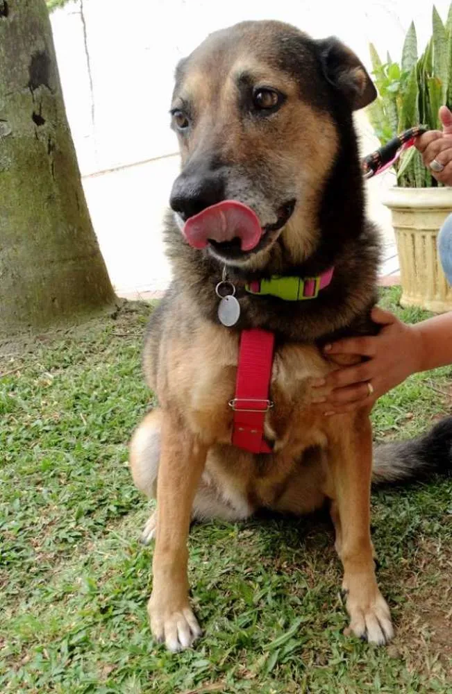 Cachorro ra a Pastor Alemão idade 4 anos nome Menina