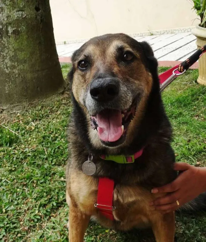 Cachorro ra a Pastor Alemão idade 4 anos nome Menina