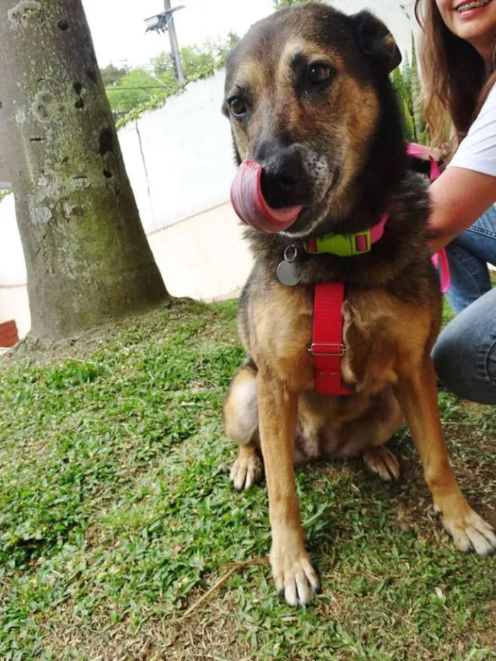 Cachorro ra a Pastor Alemão idade 4 anos nome Menina