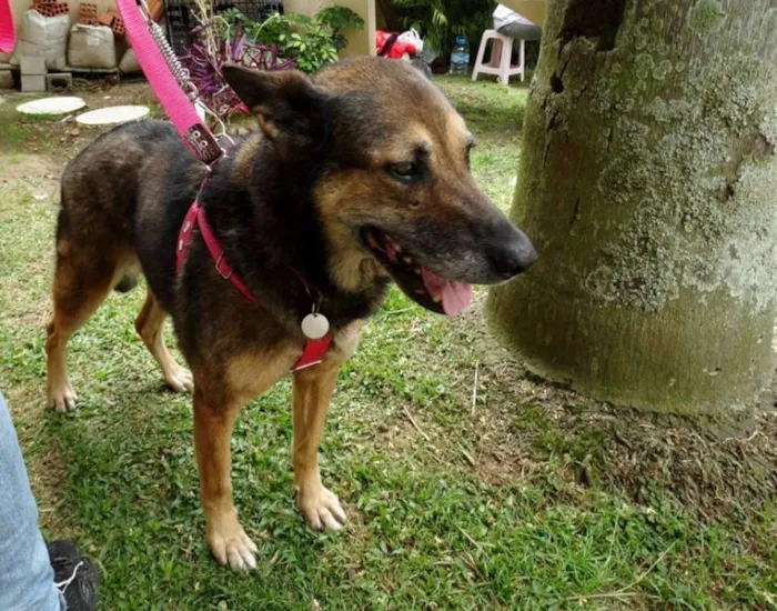 Cachorro ra a Pastor Alemão idade 4 anos nome Menina