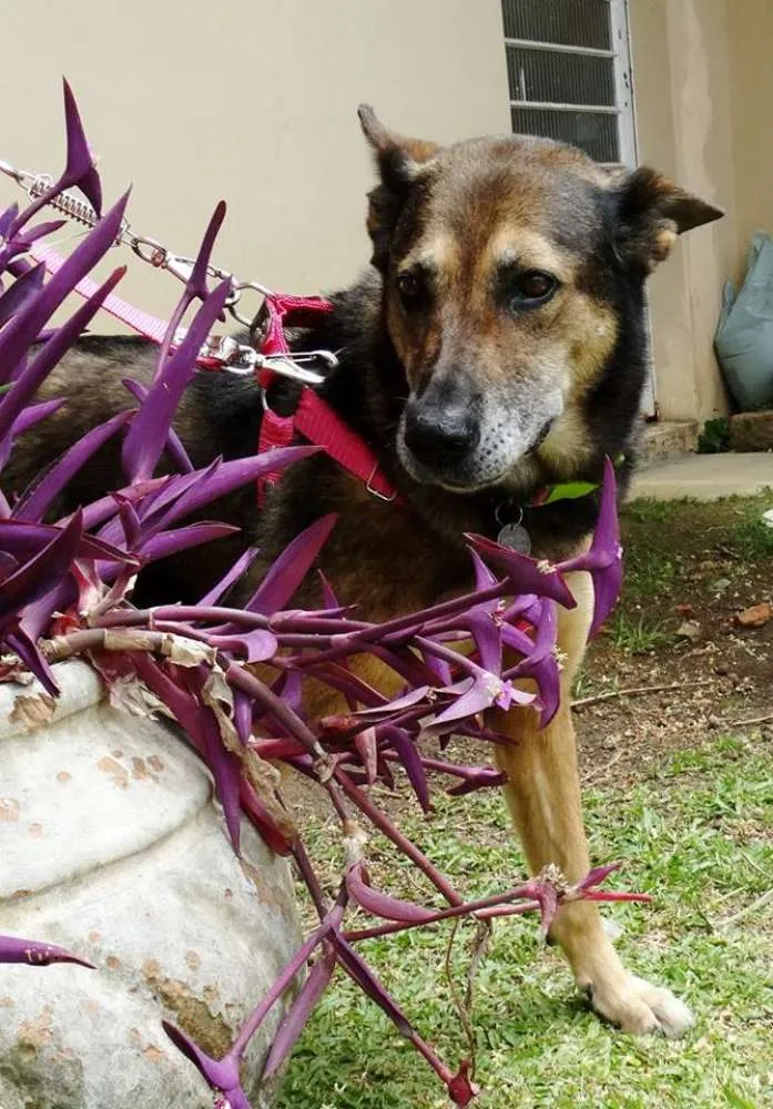 Cachorro ra a Pastor Alemão idade 4 anos nome Menina