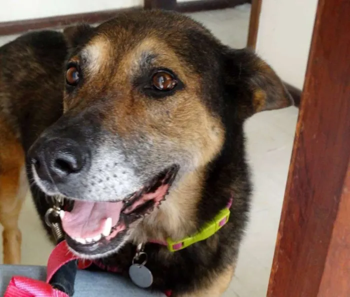 Cachorro ra a Pastor Alemão idade 4 anos nome Menina