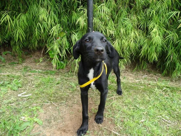 Cachorro ra a SRD idade 2 a 6 meses nome Rafa