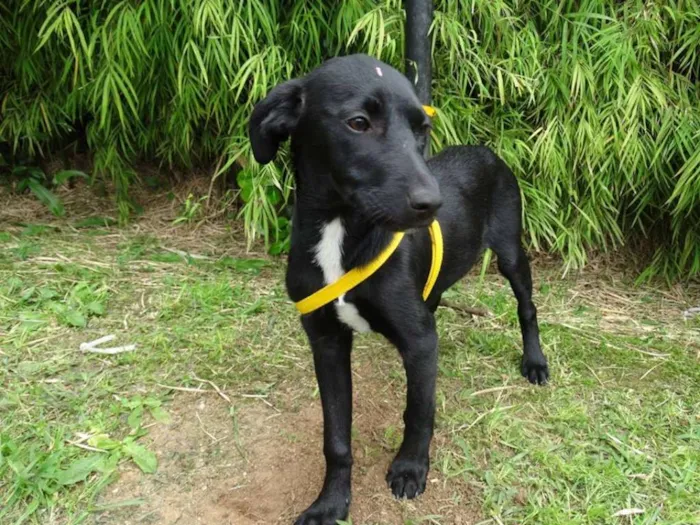 Cachorro ra a SRD idade 2 a 6 meses nome Rafa