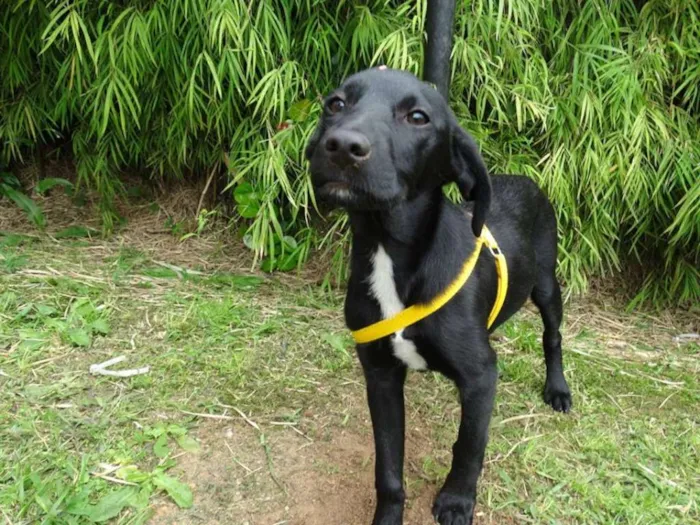 Cachorro ra a SRD idade 2 a 6 meses nome Rafa