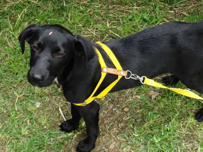 Cachorro ra a SRD idade 2 a 6 meses nome Rafa