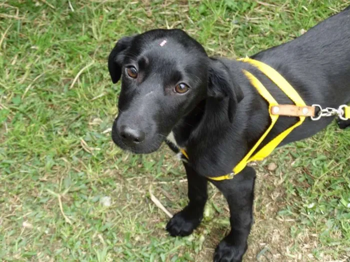 Cachorro ra a SRD idade 2 a 6 meses nome Rafa