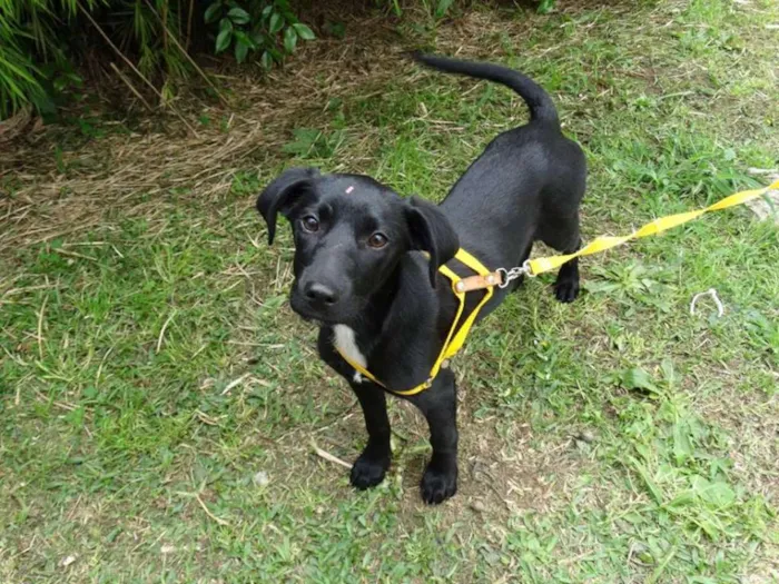Cachorro ra a SRD idade 2 a 6 meses nome Rafa