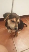 filhotes 
