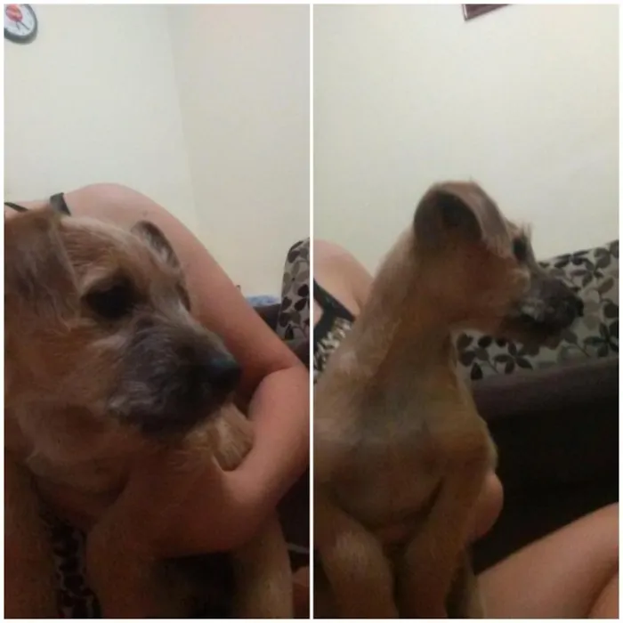 Cachorro ra a Vira lata idade 2 a 6 meses nome Bisteca