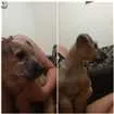 Cachorro raça Vira lata idade 2 a 6 meses nome Bisteca