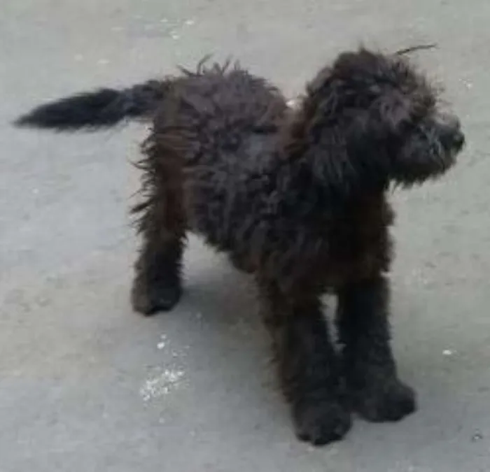 Cachorro ra a Poodle idade 2 a 6 meses nome Bruno