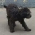 Bruno