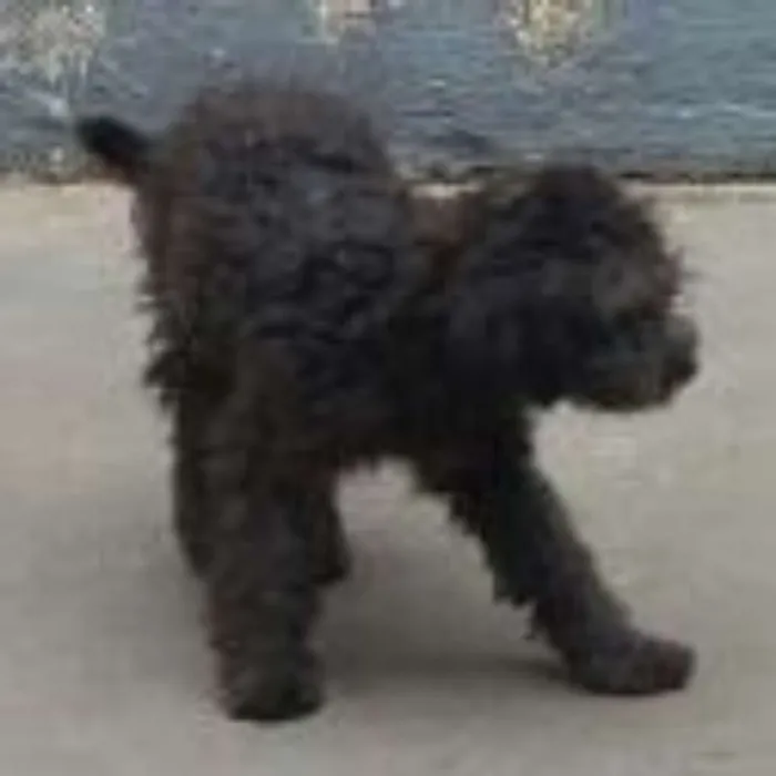Cachorro ra a Poodle idade 2 a 6 meses nome Bruno