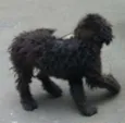 Bruno
