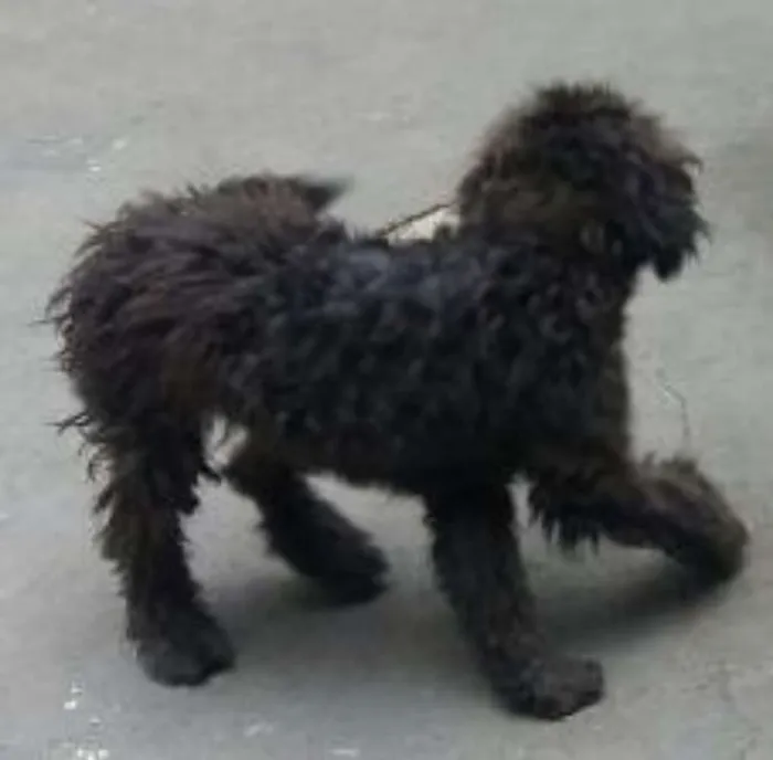 Cachorro ra a Poodle idade 2 a 6 meses nome Bruno