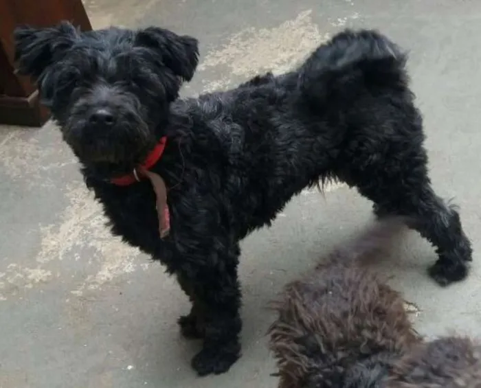 Cachorro ra a Poddle idade 2 anos nome Bia