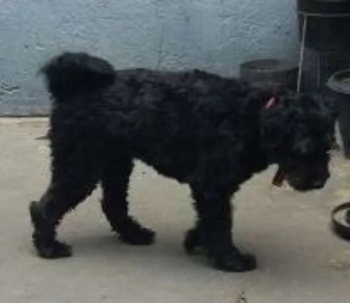 Cachorro ra a Poddle idade 2 anos nome Bia