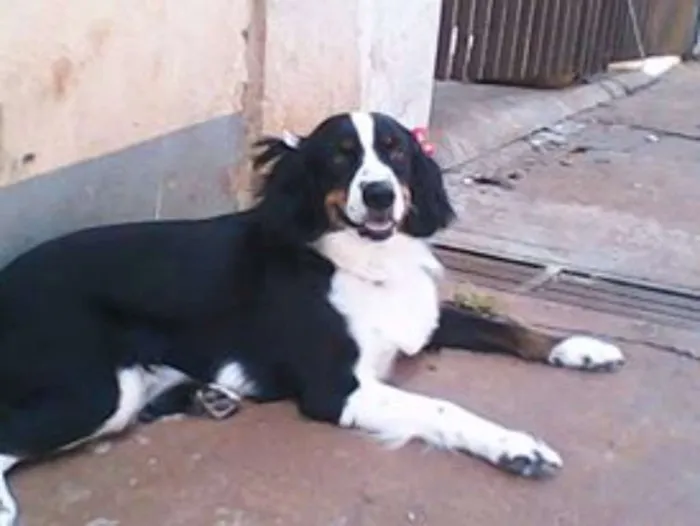 Cachorro ra a  idade 4 anos nome ****
