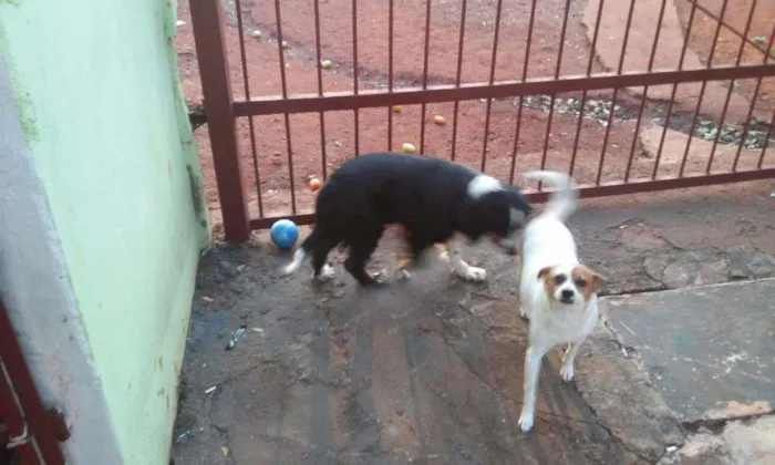 Cachorro ra a  idade 4 anos nome ****