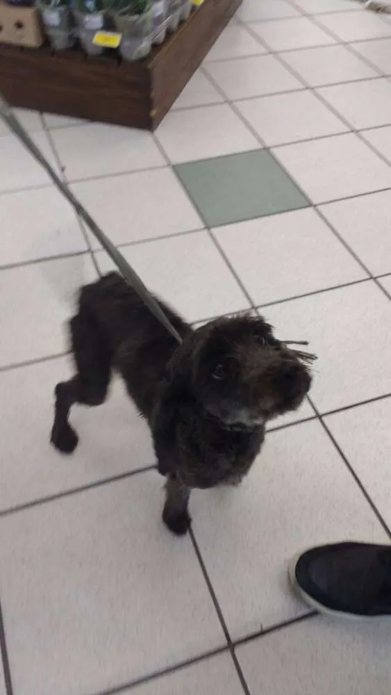 Cachorro ra a SRD idade 2 anos nome OLIVIA