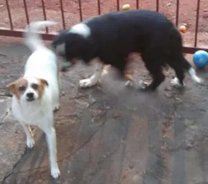 Cachorro raça  idade 4 anos nome ****