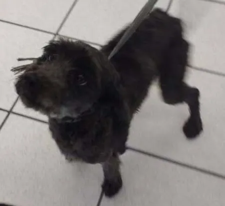 Cachorro ra a SRD idade 2 anos nome OLIVIA