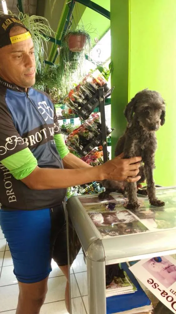 Cachorro ra a SRD idade 2 anos nome OLIVIA