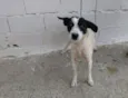 LILI