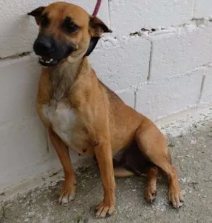 Cachorro raça SRD idade 2 anos nome VICKY