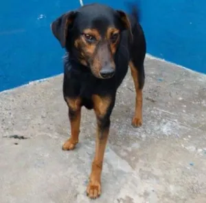 Cachorro raça SRD idade 3 anos nome OBAMA