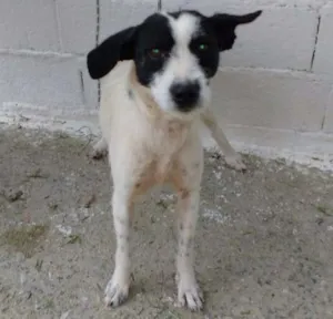 Cachorro raça SRD idade 2 anos nome LILI