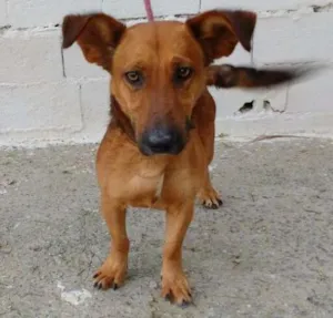 Cachorro raça SRD idade 3 anos nome MARADONA