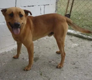 Cachorro raça SRD idade 3 anos nome ROCKY