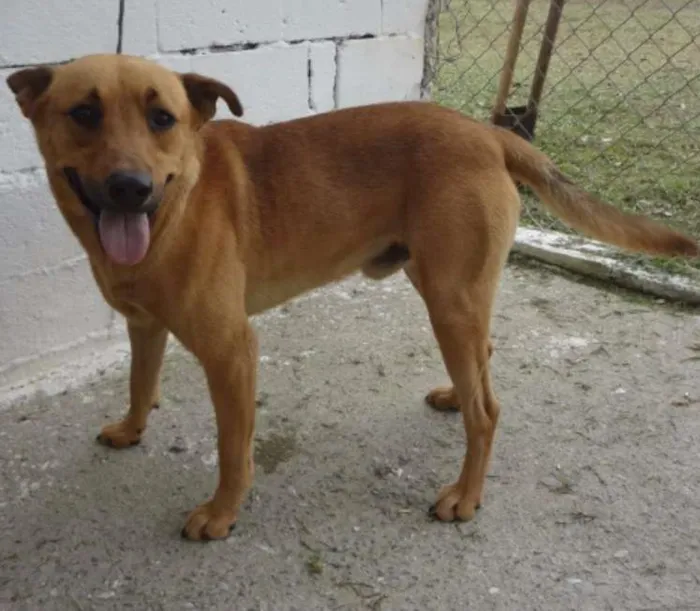 Cachorro ra a SRD idade 3 anos nome ROCKY