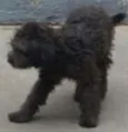 Bruno