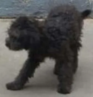 Cachorro raça Poodle idade 2 a 6 meses nome Bruno