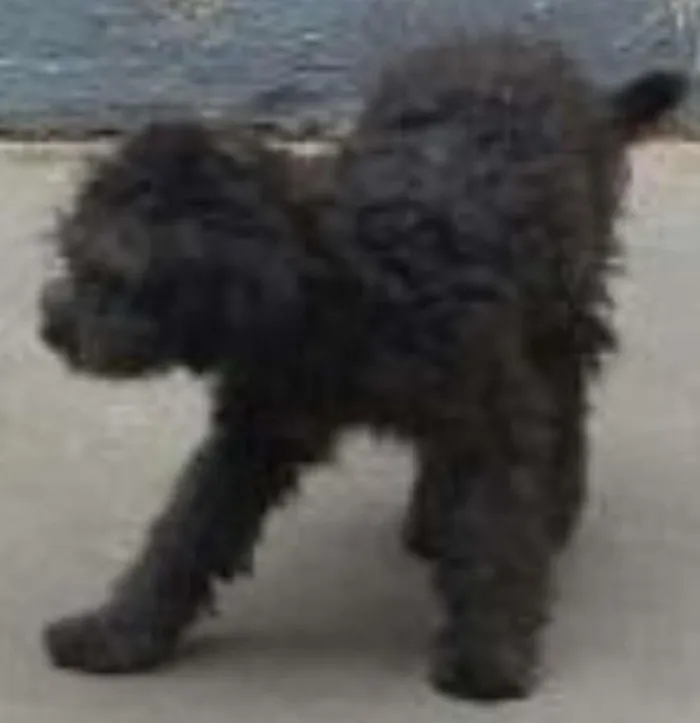 Cachorro ra a Poodle idade 2 a 6 meses nome Bruno