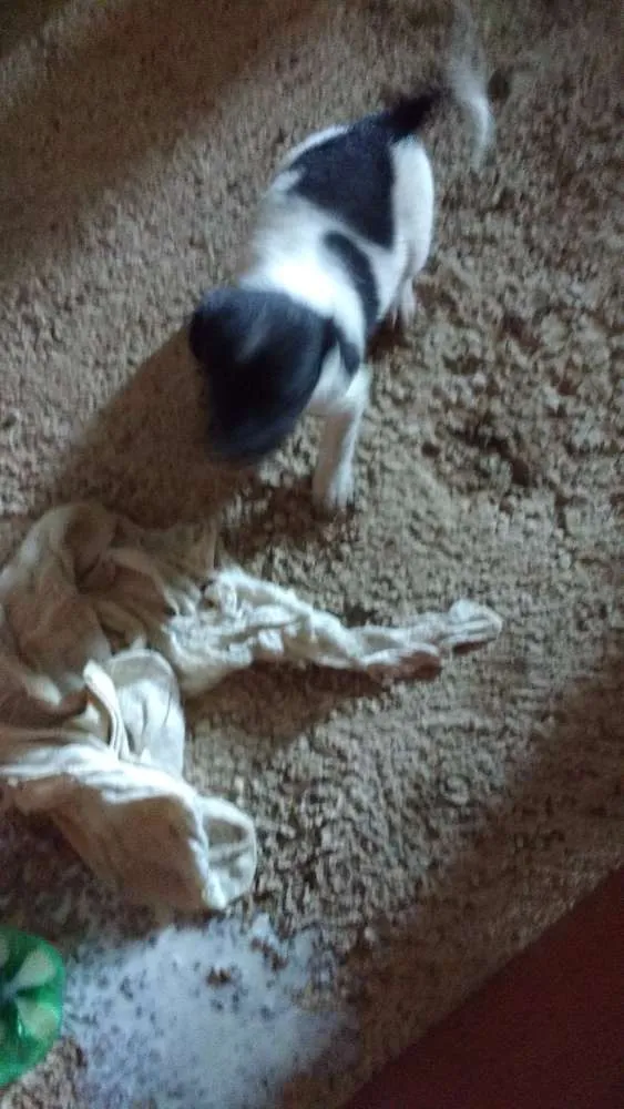 Cachorro raça Vira lata idade Abaixo de 2 meses nome Sem nome