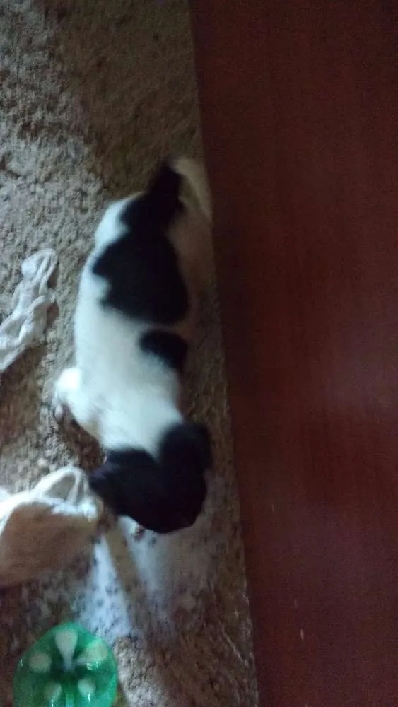 Cachorro raça Vira lata idade Abaixo de 2 meses nome Sem nome