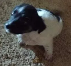 Cachorro raça Vira lata idade Abaixo de 2 meses nome Sem nome