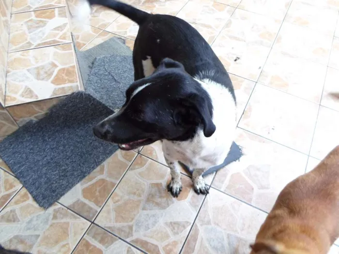 Cachorro ra a SRD idade 2 anos nome Robinho