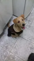 Mel
