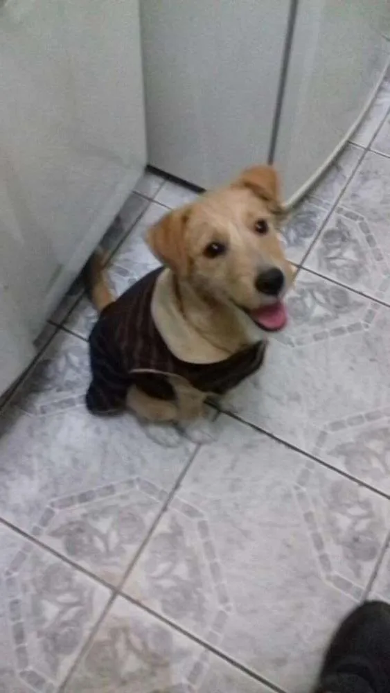 Cachorro ra a Poodle idade 7 a 11 meses nome Mel