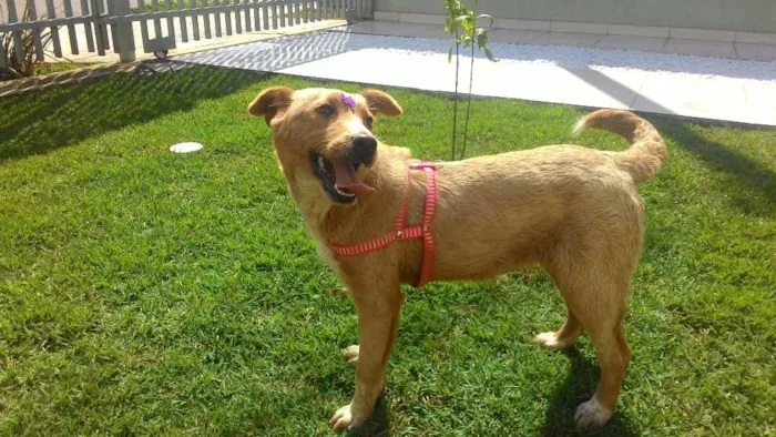 Cachorro ra a SRD  idade 2 a 6 meses nome Frida